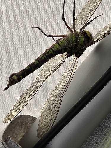 Southern Hawker