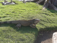 Iguana iguana
