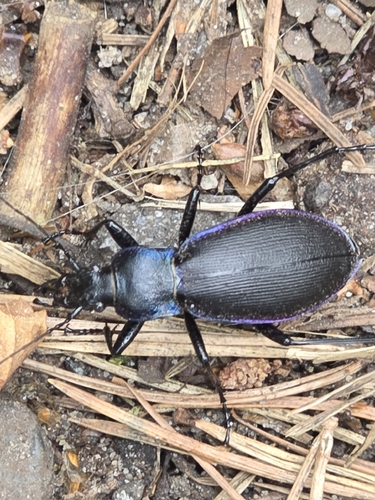 Carabus purpurascens