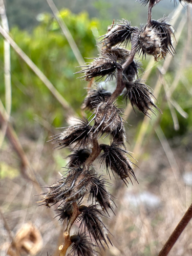 Cenchrus caliculatus observed 2026-09-30