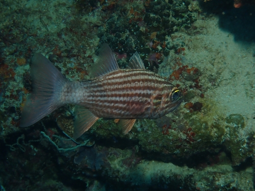 Cheilodipterus macrodon observed 2026-09-30