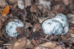 Rossbeevera pachydermis