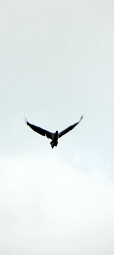 White-bellied Sea-Eagle