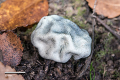 Rossbeevera pachydermis