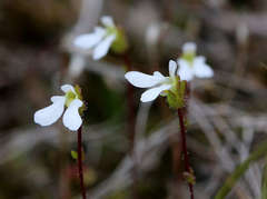 Stylidium perpusillum