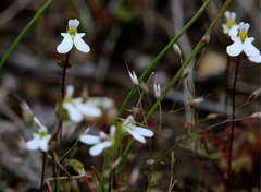 Stylidium perpusillum