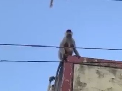 Semnopithecus entellus