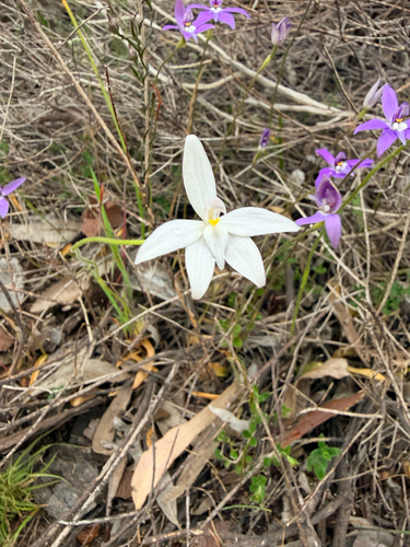 Waxlip Orchid