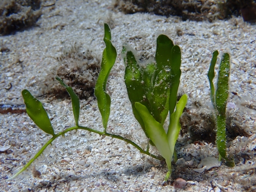 Caulerpa prolifera observed 2026-09-03