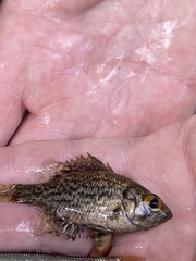 Ambloplites ariommus