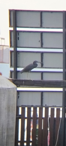 Pacific Reef Heron
