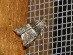 Elegia similella
