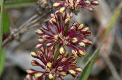 Lomandra multiflora multiflora