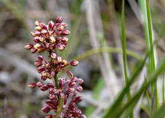 Lomandra multiflora multiflora
