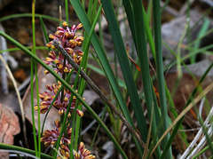 Lomandra multiflora multiflora