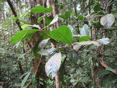 Duroia hirsuta