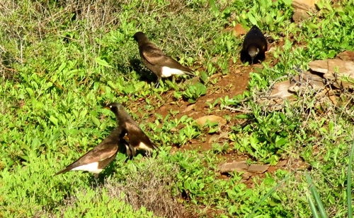 iNaturalist image