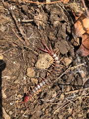 Scolopendra polymorpha