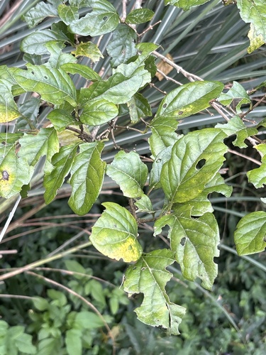 Premna microphylla observed 2026-09-30