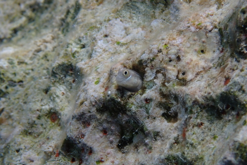 Alloblennius pictus observed 2026-09-13