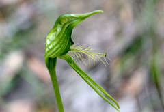 Pterostylis unicornis