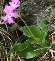 Primula spectabilis