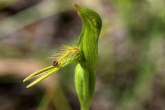 Pterostylis tasmanica