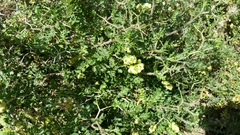 Sarcopoterium spinosum