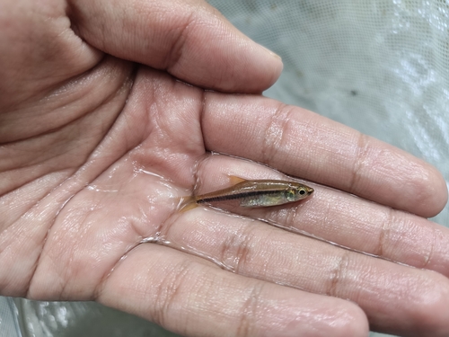 Red-striped Rasbora