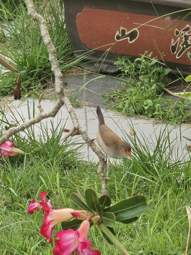 iNaturalist image