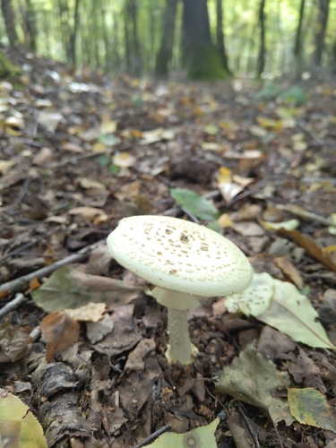False Death-cap