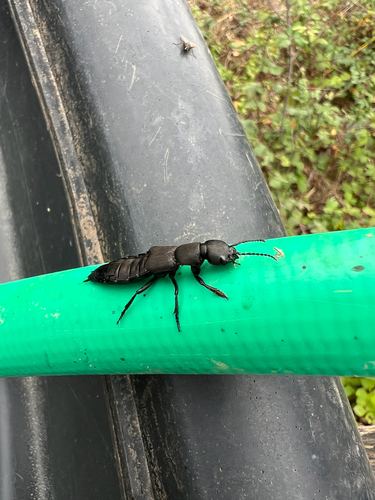 Devil's Coach Horse Beetle
