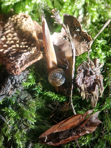 Hollowed Gloss Snail, Noord-Brabant, NL, photo 3 of 10