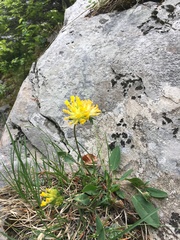 Anthyllis vulneraria alpestris
