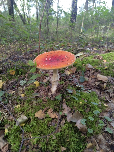 Fly Agaric