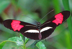 Heliconius melpomene amaryllis