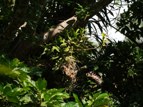 Trichoglottis observed 2026-09-13