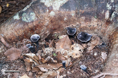 Phellodon sinclairii