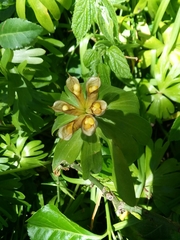 Eranthis