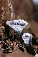 Phellodon sinclairii