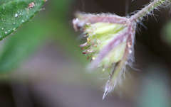 Xanthosia huegelii