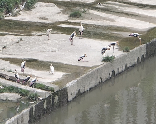 Painted Stork