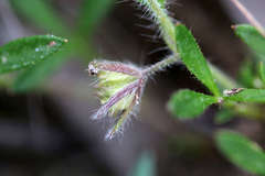 Xanthosia huegelii