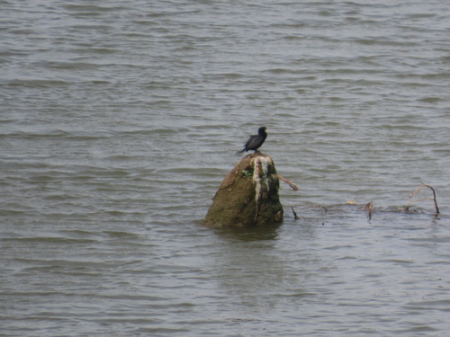 Little Cormorant