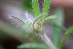 Xanthosia huegelii