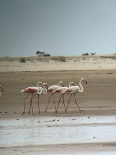 Greater Flamingo