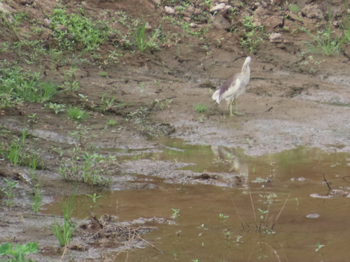 Indian Pond-Heron