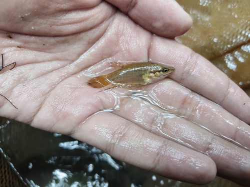 Croaking Gourami