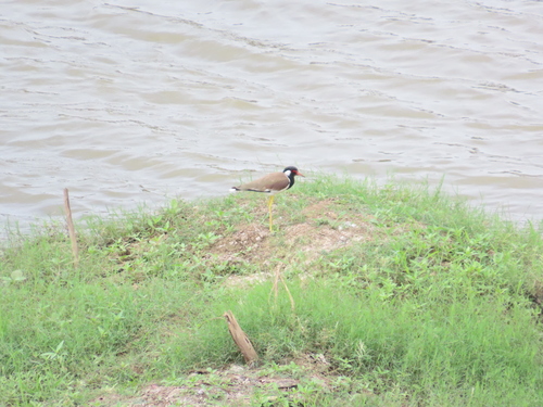 Red-wattled Lapwing