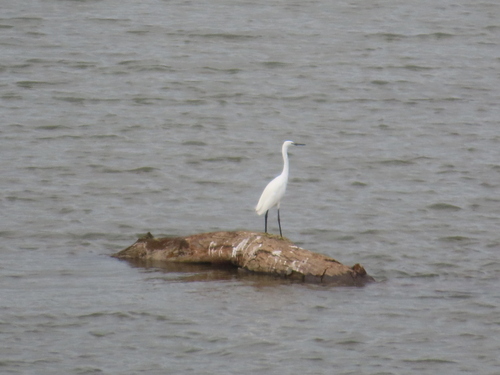 Little Egret